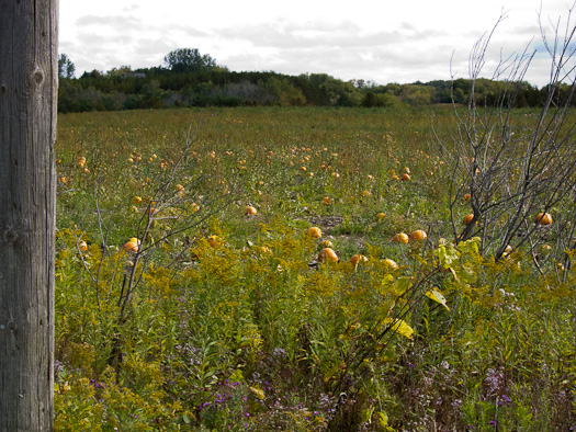 Pumpkin Patch seen from Concession Road 2
