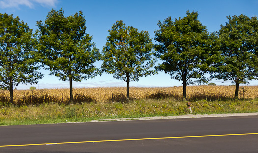Trees along Highway 7